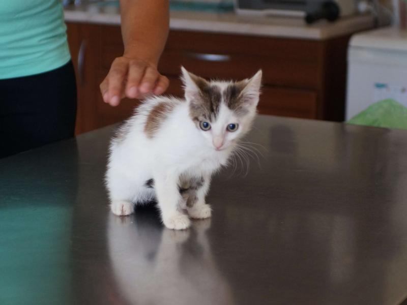 Katze Kaufen Petfinder Tiervermittlung