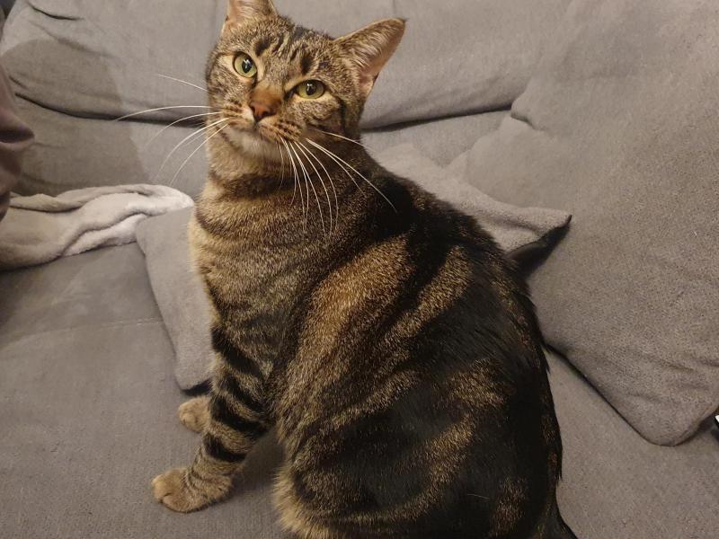Katze Kaufen Petfinder Tiervermittlung