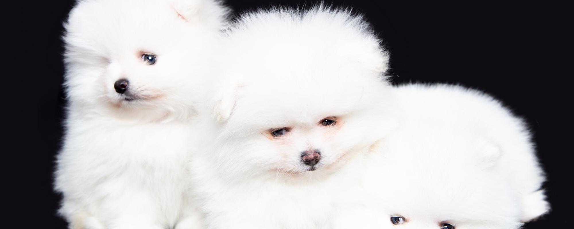 Unseriöse Hundehändler So erkenne ich unseriöse Hundehändler