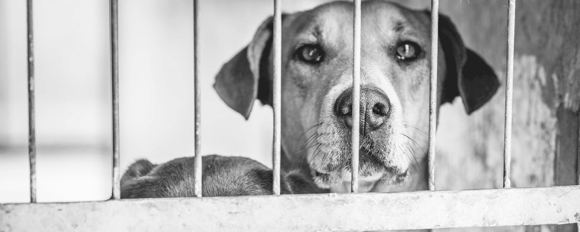 Tiere aus dem Tierschutz