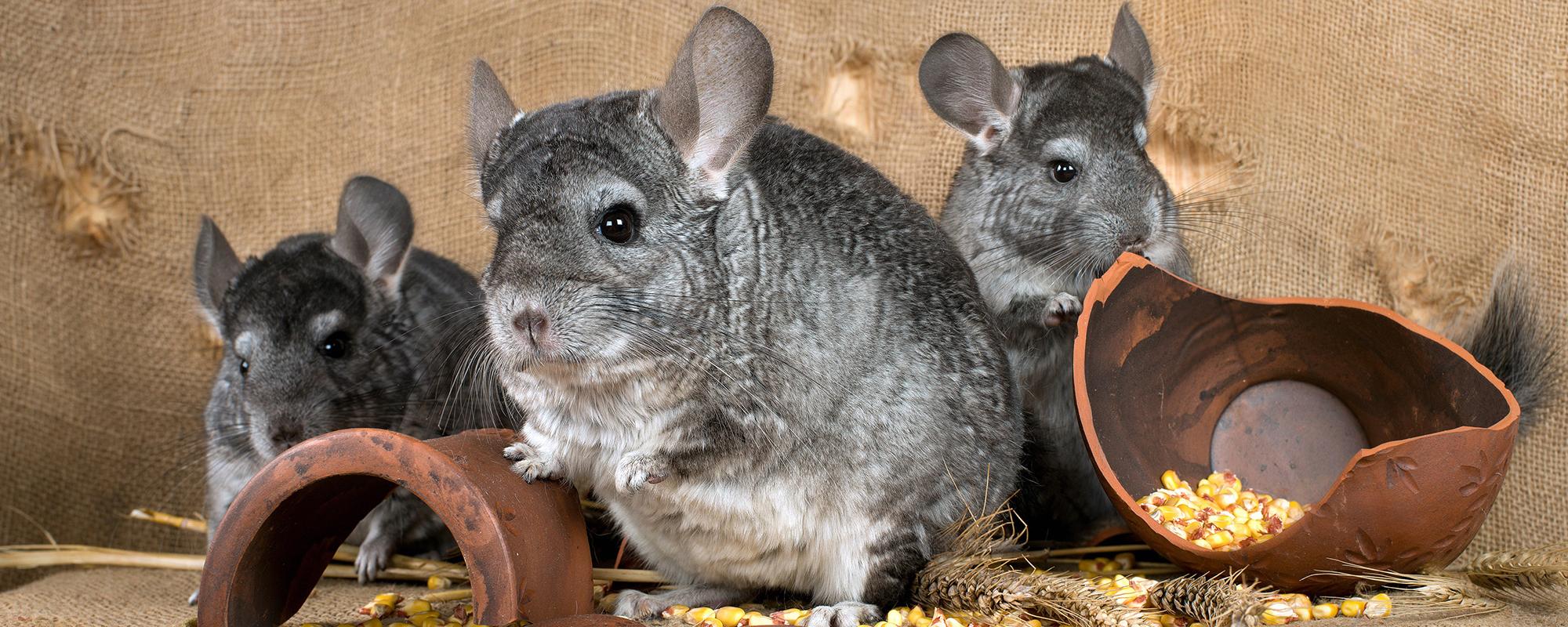 haltung von chinchillas