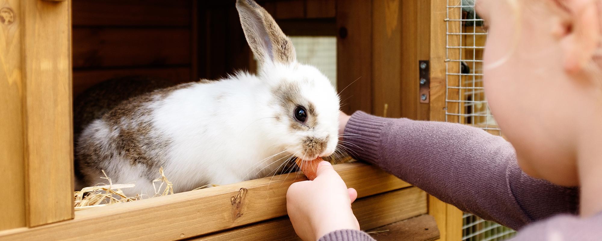 Kaninchen und Ernährung Petfinder Tiervermittlung