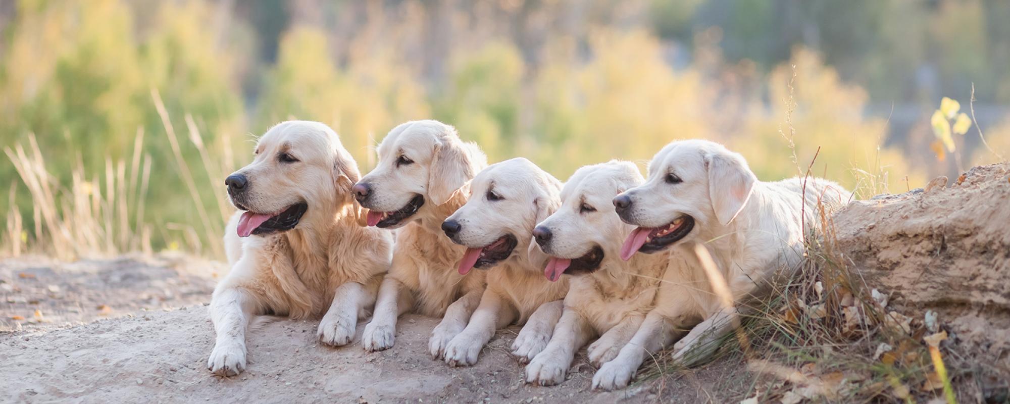 junge labrador hunde