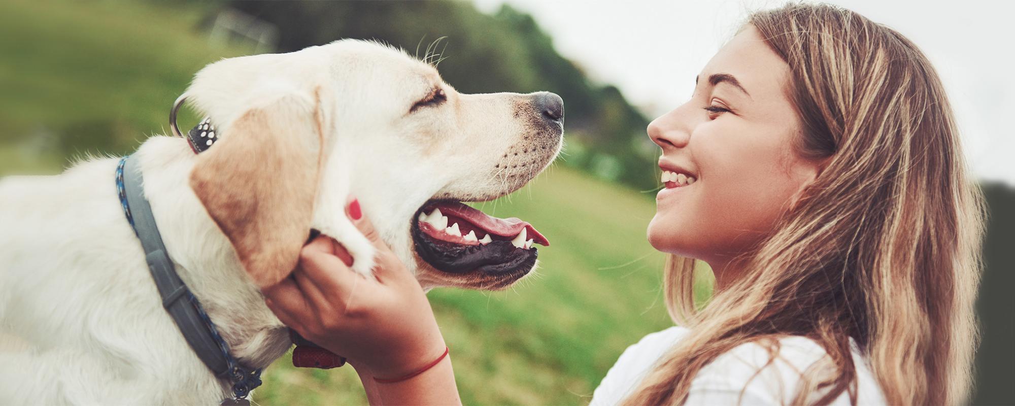 hundekauf den richtigen hund finden