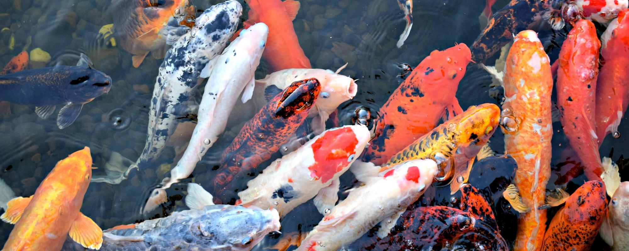 koi fische halten