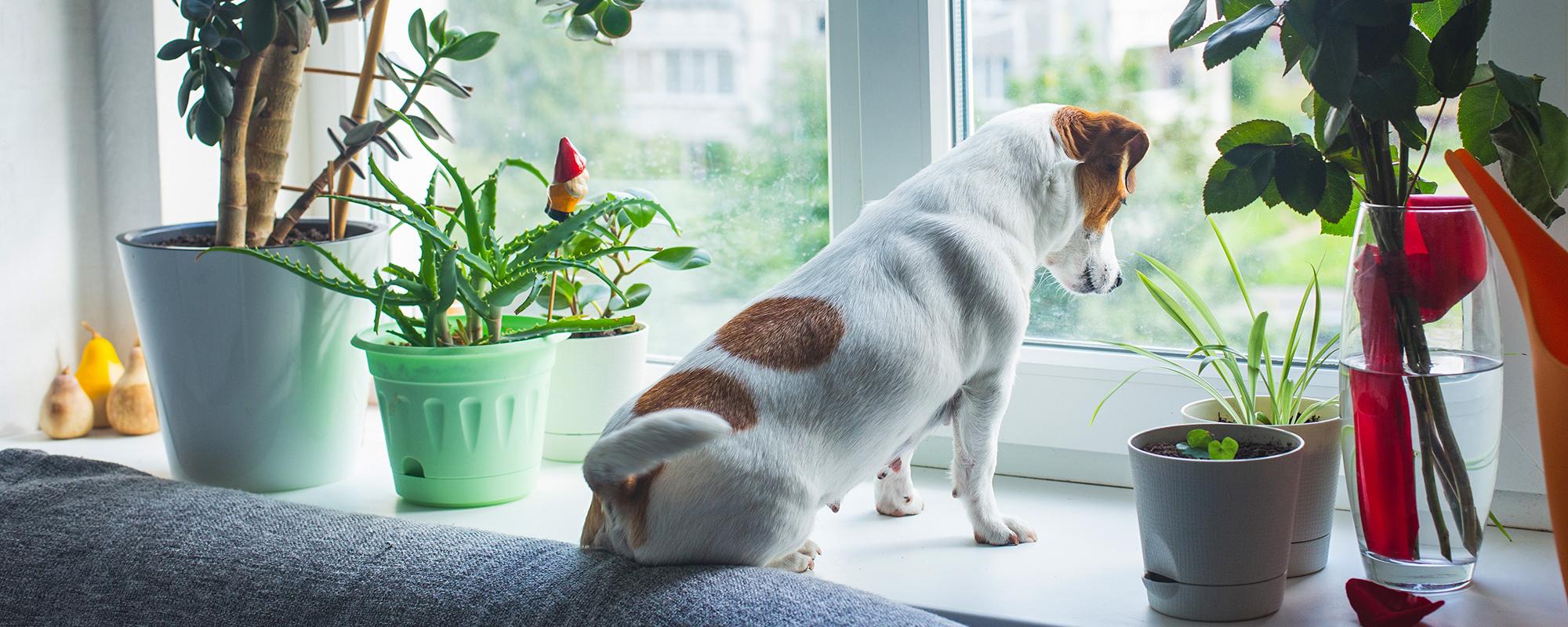 tierhaltung in mietwohnung hund oder katze in mietwohnung halten schweiz - das sind die gesetzlichen grundlagen