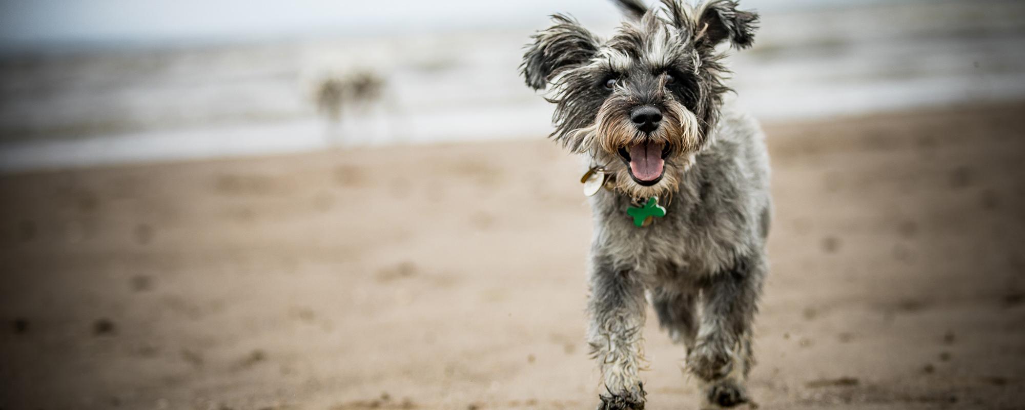 schnauzer