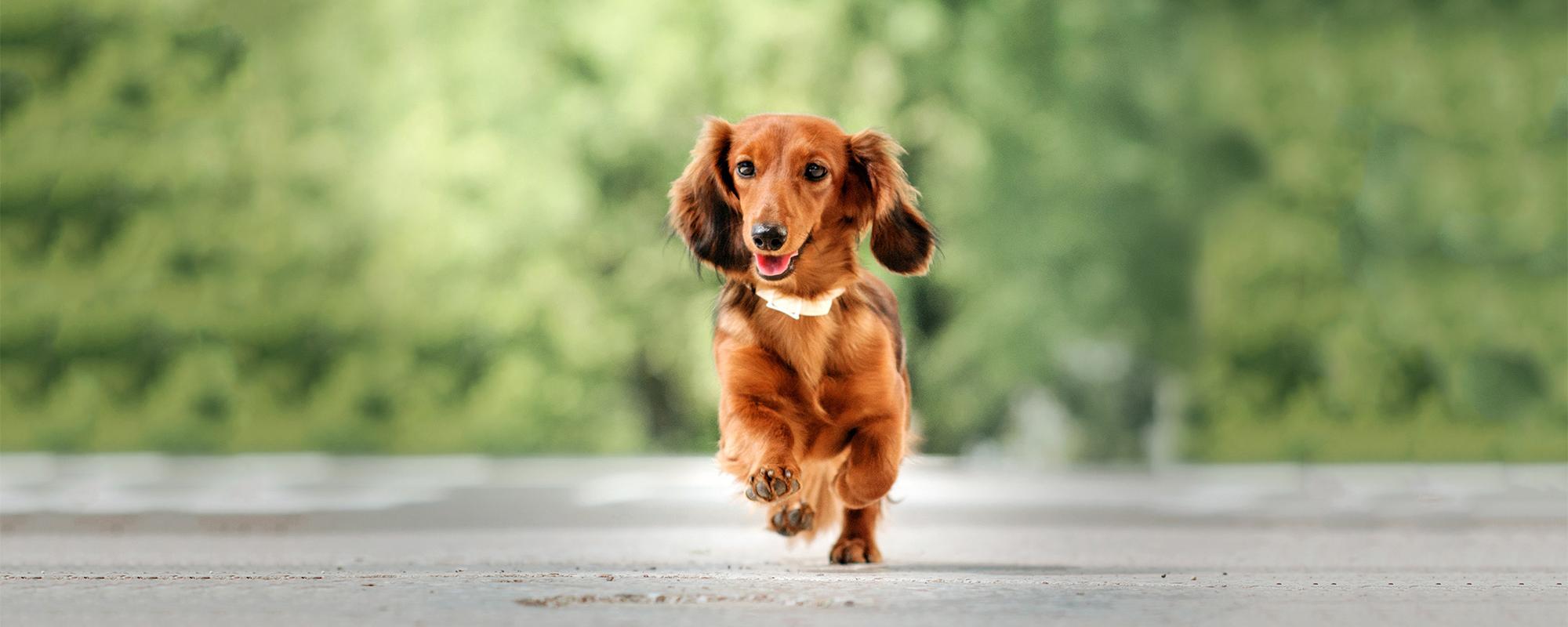 dachshund