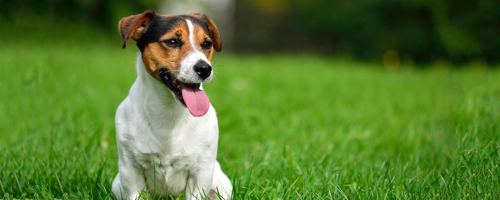 jack russel terrier fci gruppe 3: terrier