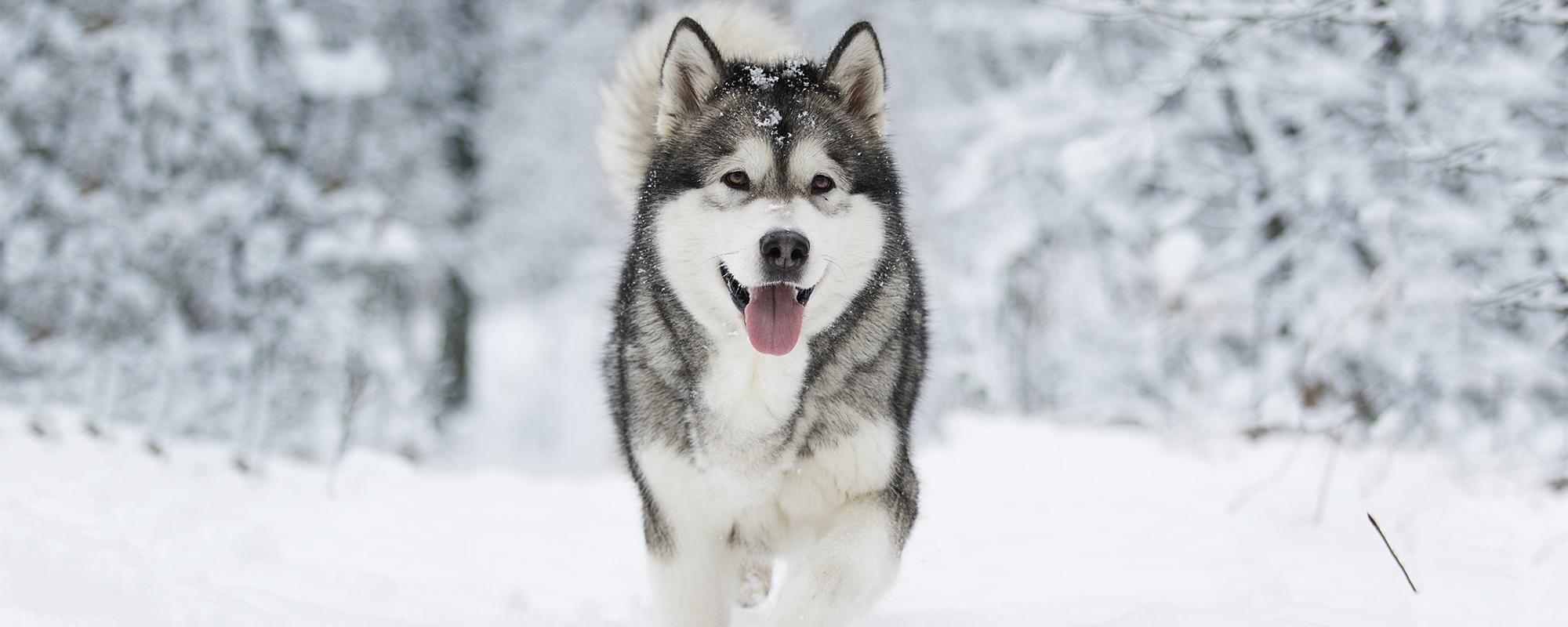 sibirian husky