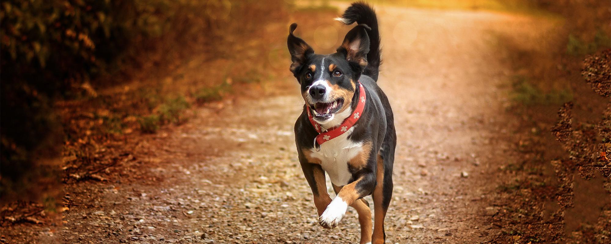 Appenzeller Sennenhund