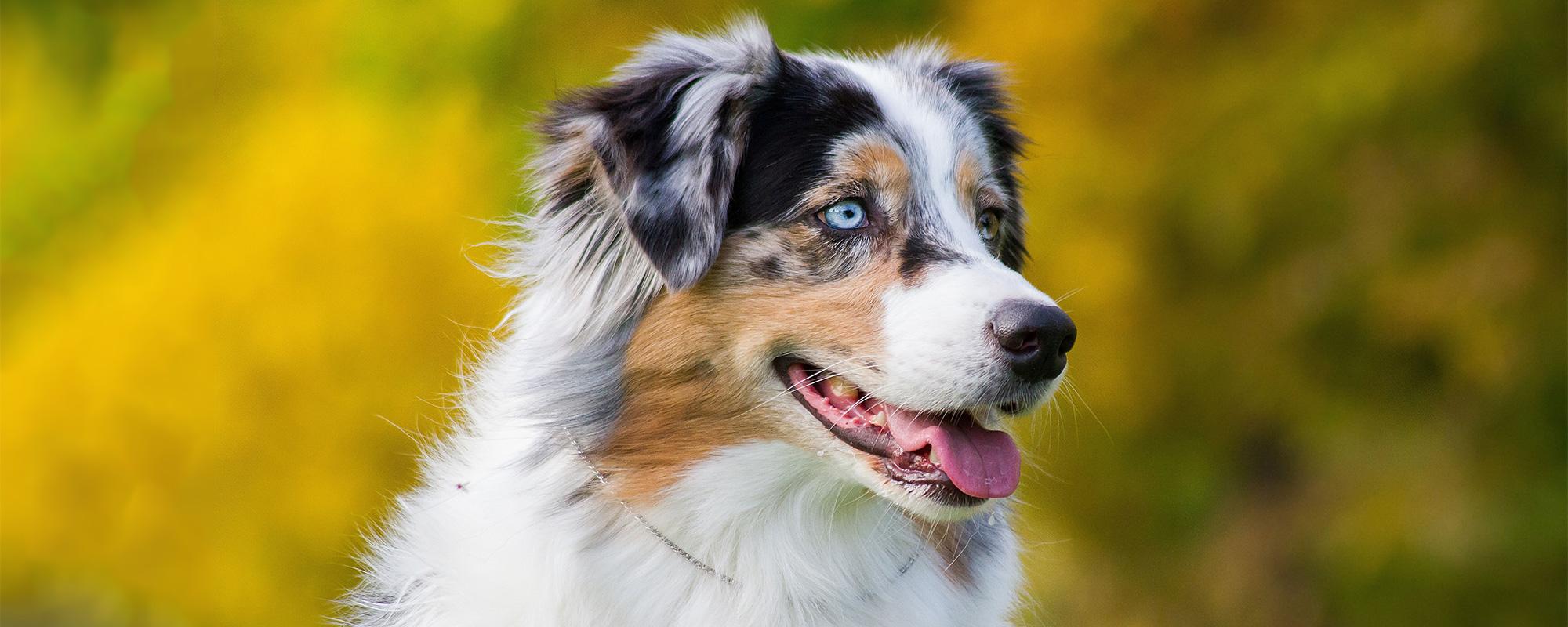 Australian Shepherd