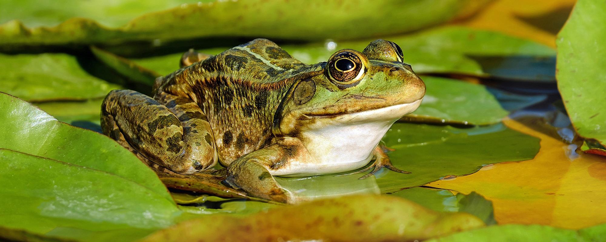 Gärtnern für Amphibien ein naturnaher Gartenteich bietet wertvollen