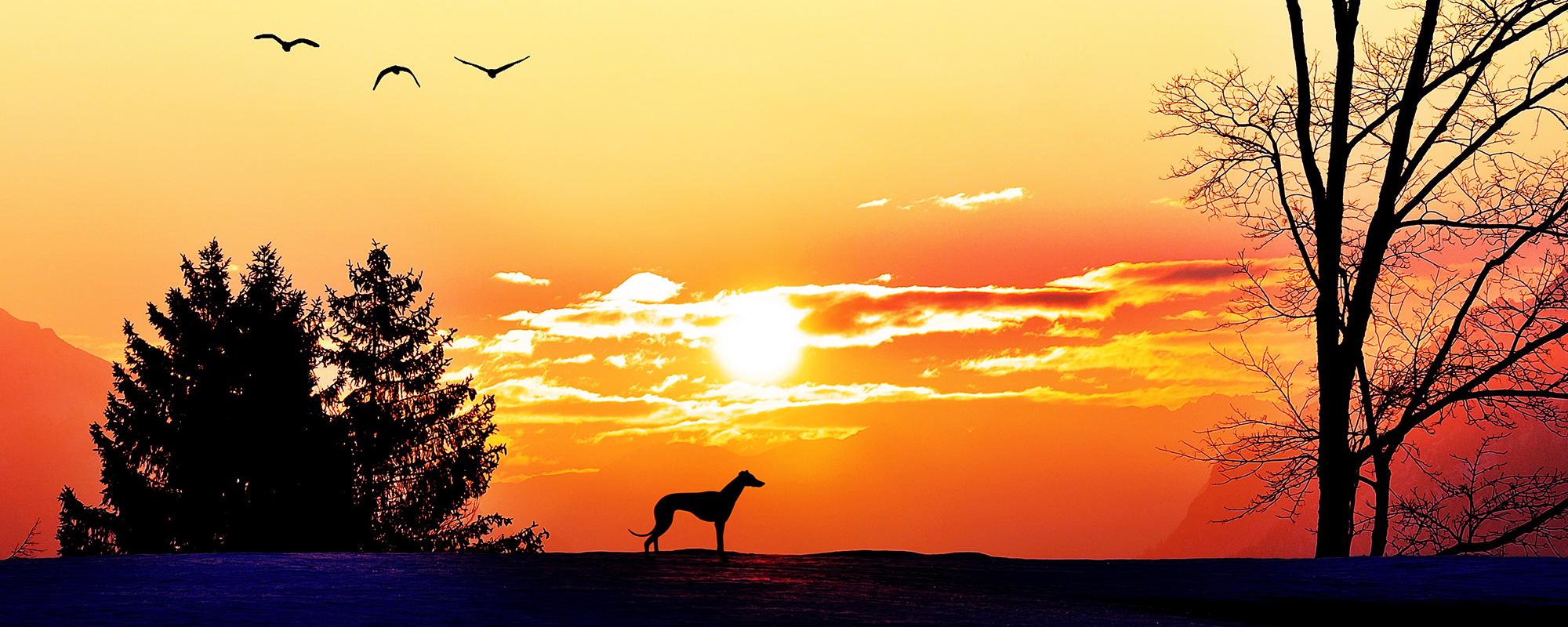 Hund im Sonnenuntergang was gilt es zu beachten wenn das Haustier stirbt?