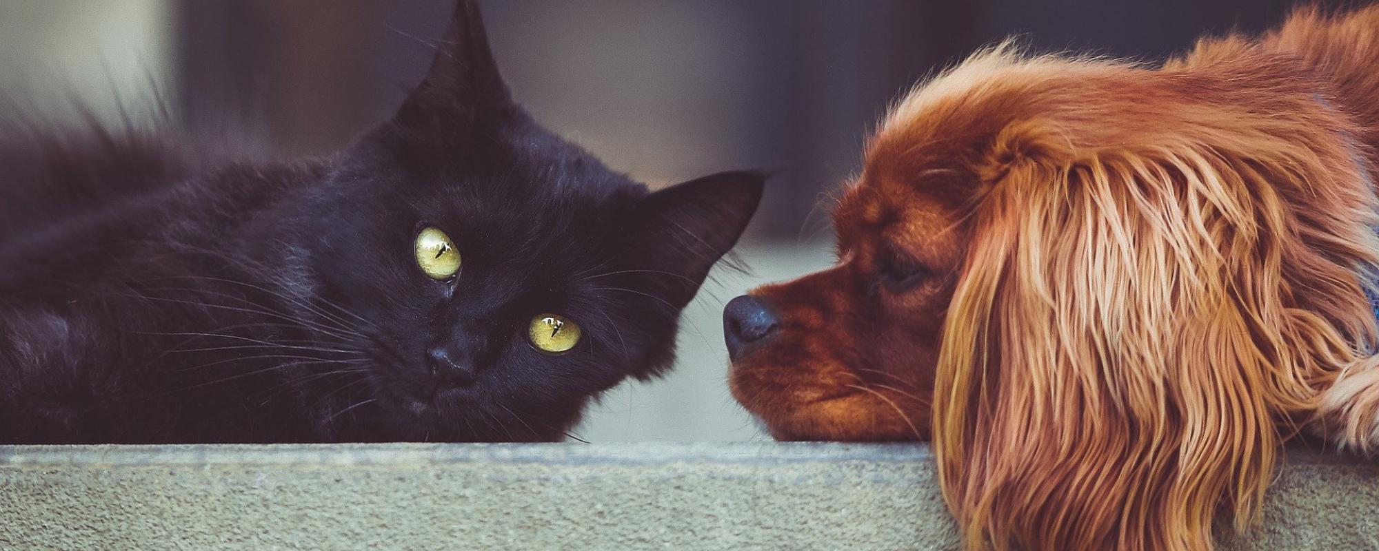 Hund und Katze
