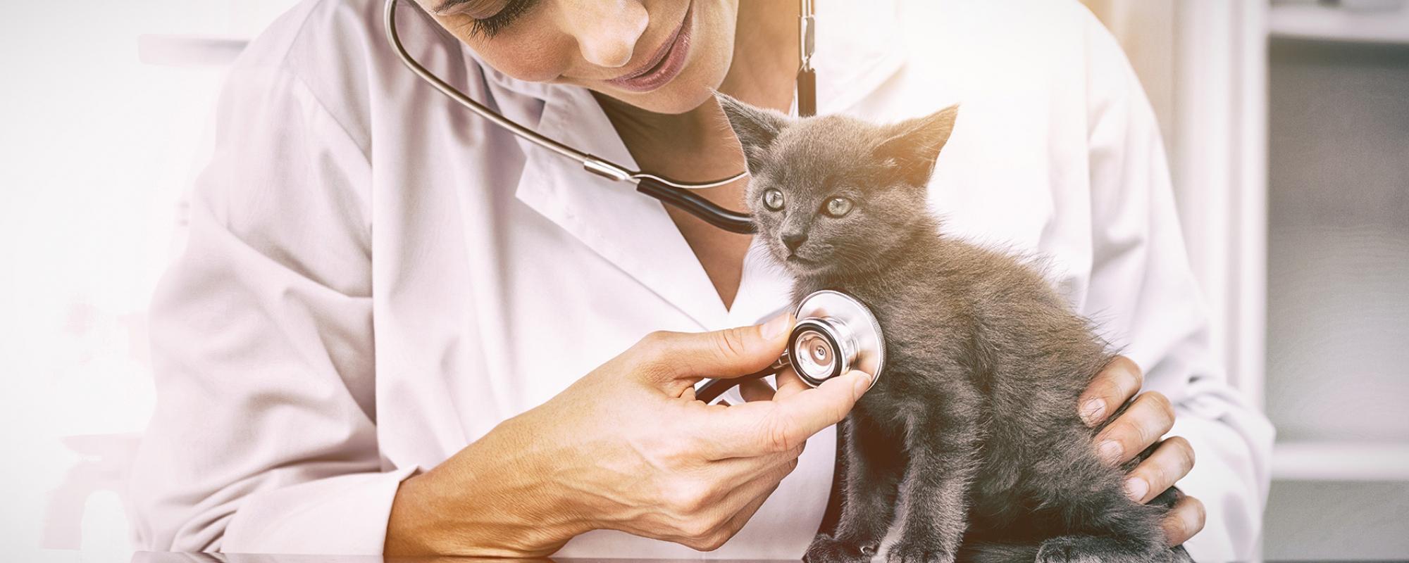 tierarzt katze Rechtsfragen rund um den Tierarztbesuch