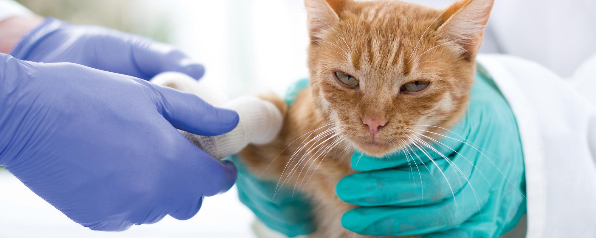 Katze beim Tierarzt Verletzte Tiere sollten immer möglichst schnell zum Tierarzt gebracht werden