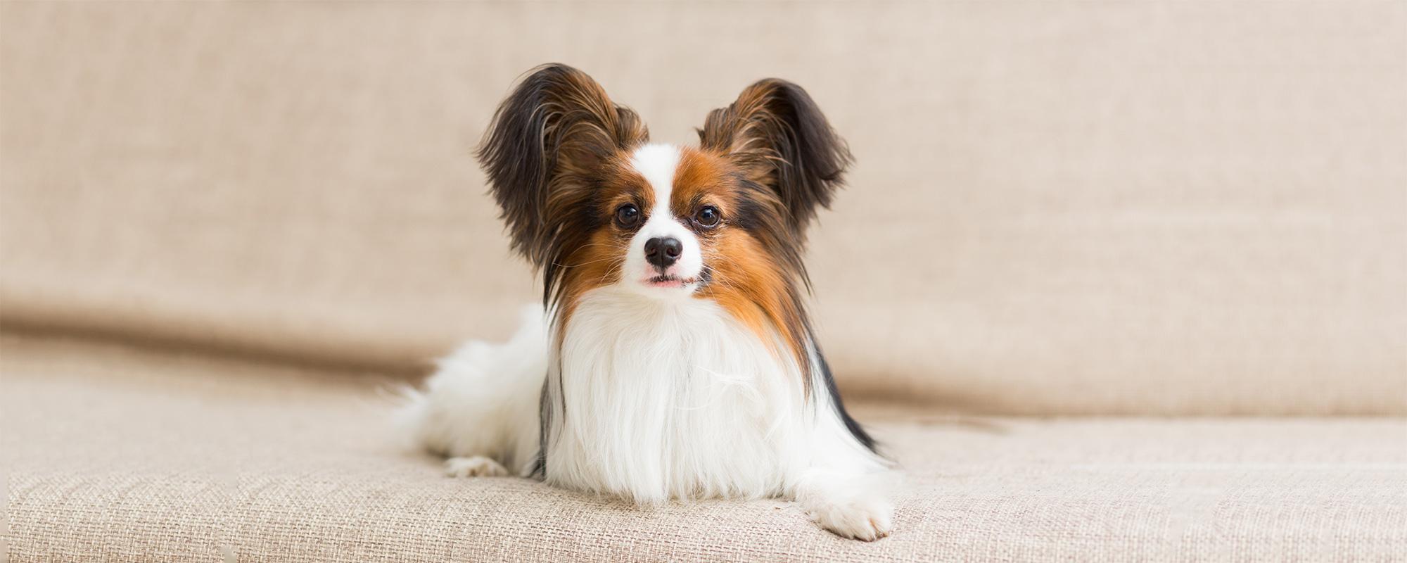 Kontinentaler Zwergspaniel