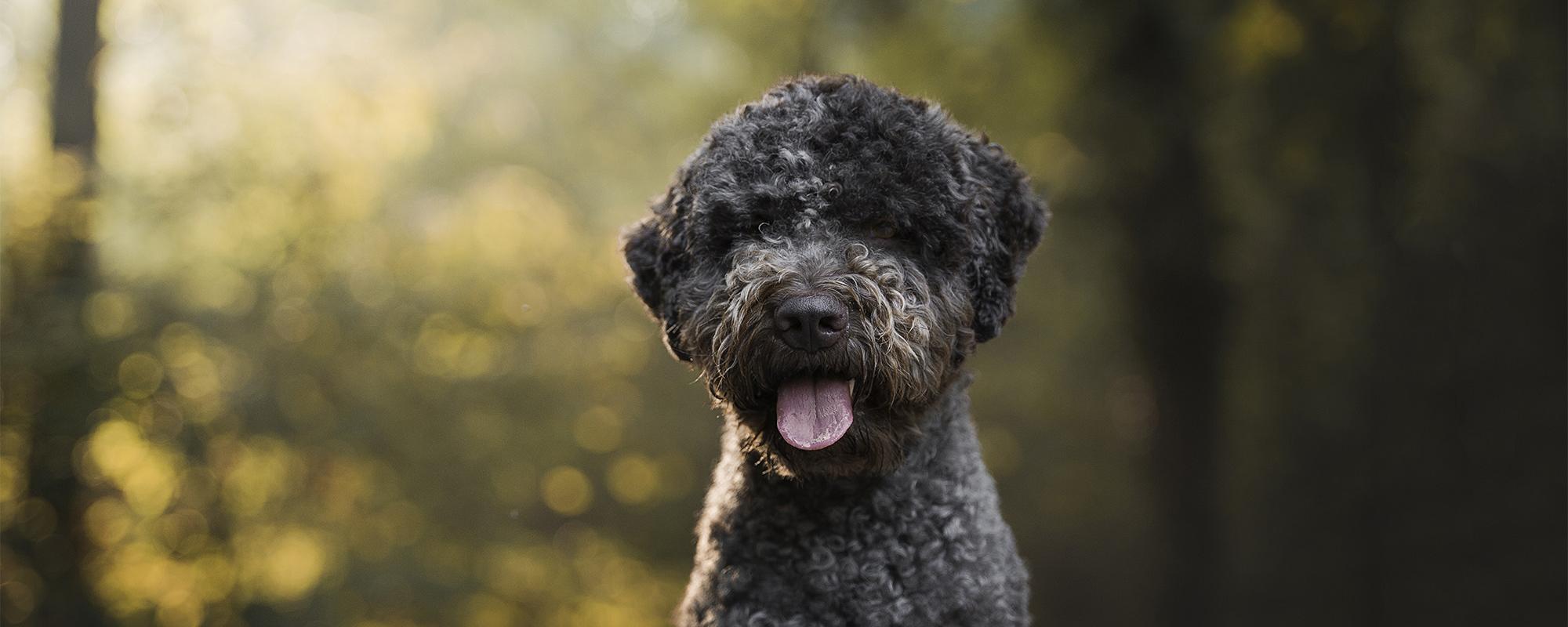 Lagotto Romagnolo Rasseportrait Hunderasse FCI Gruppe 8 Petfinder