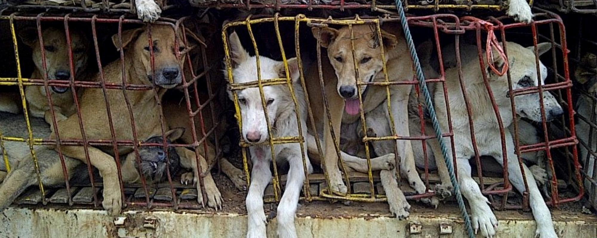 NETAP Hundetransport Hundefleischhandel