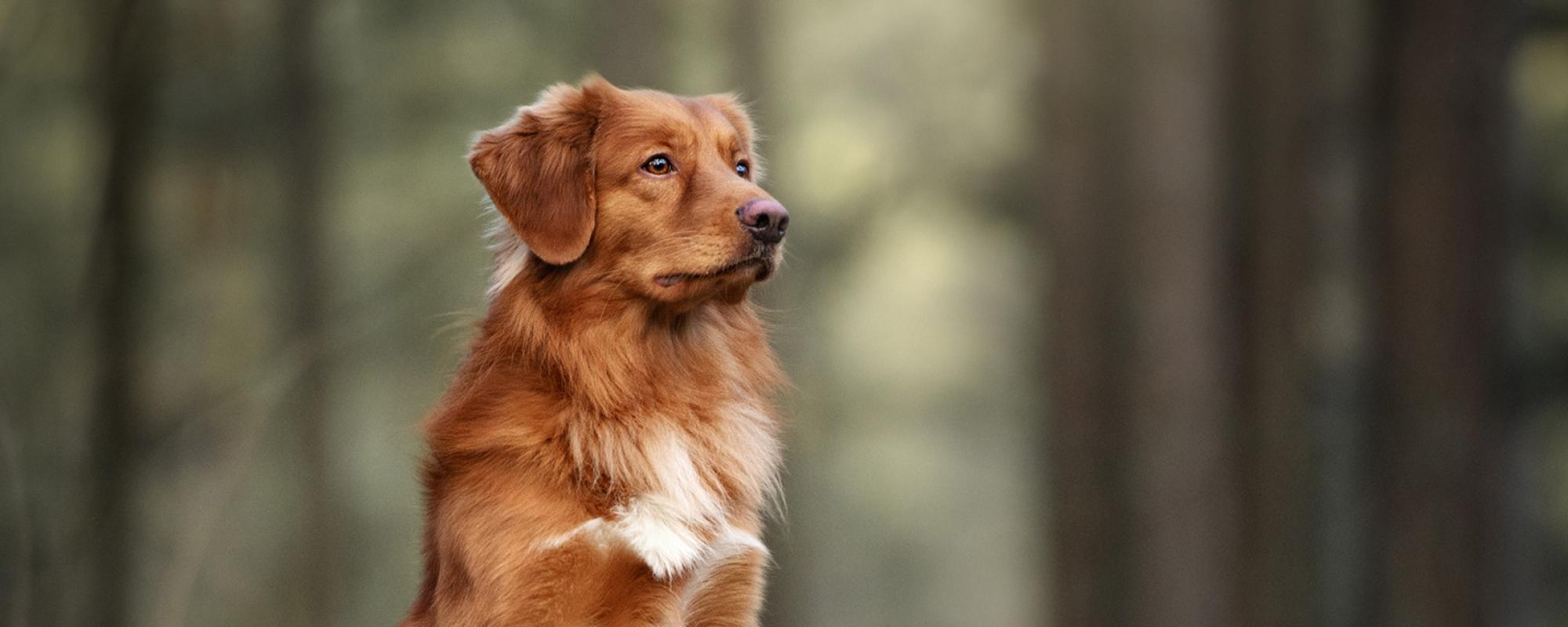 Nova Scotia Duck Tolling Retriever