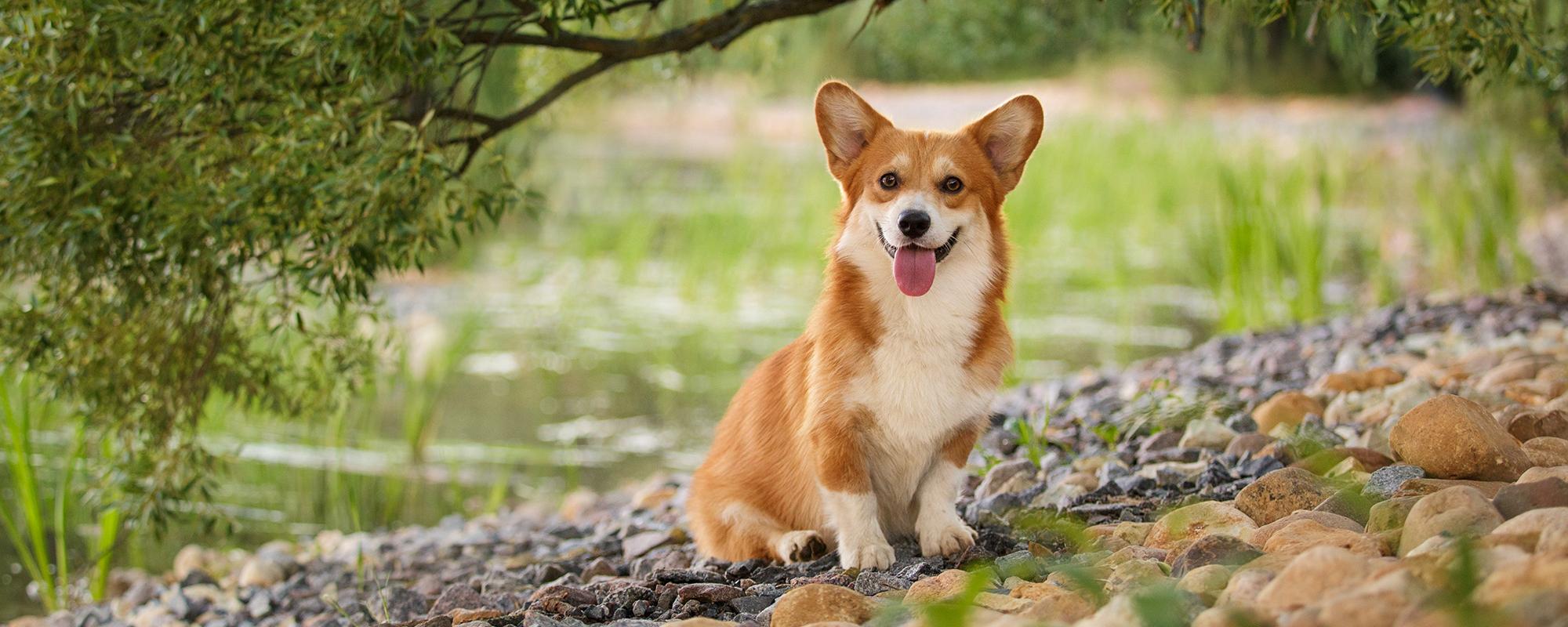 Welsh Corgi