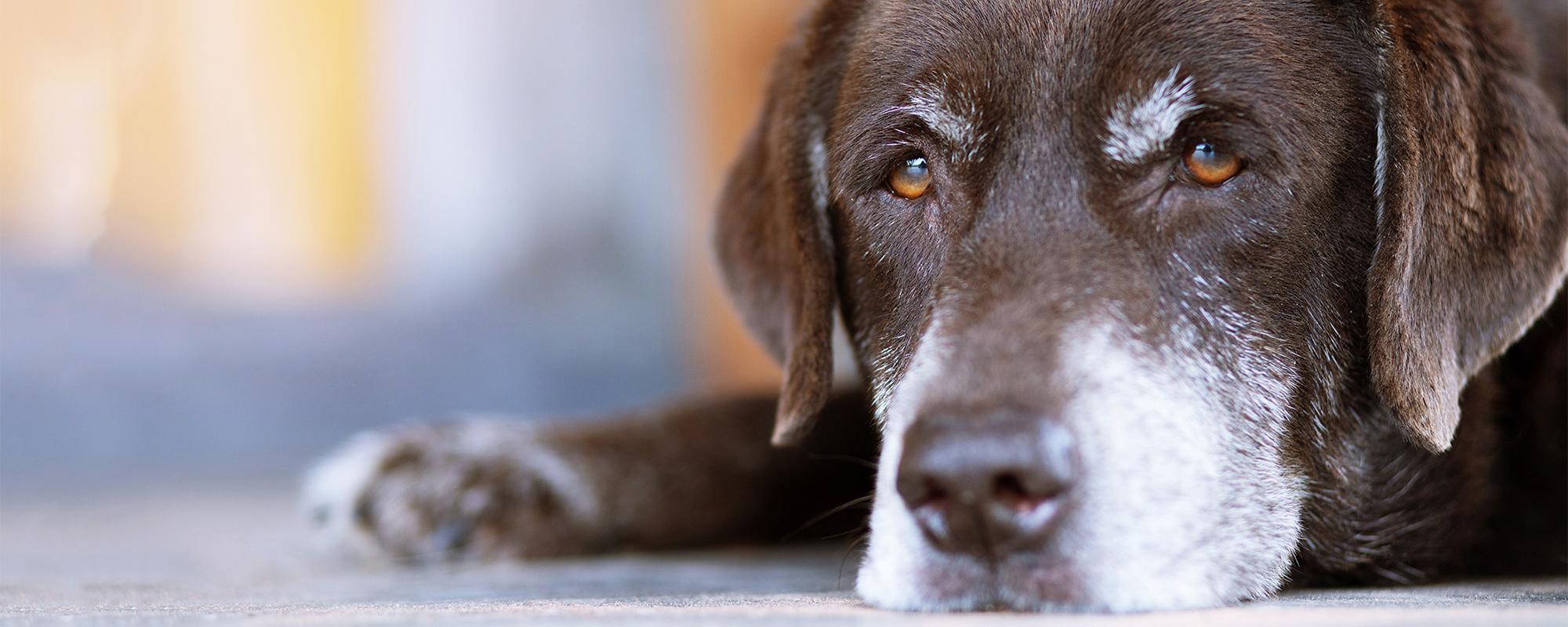 checkliste alter hund was sie uber das altern von hunden wissen sollten petfinder