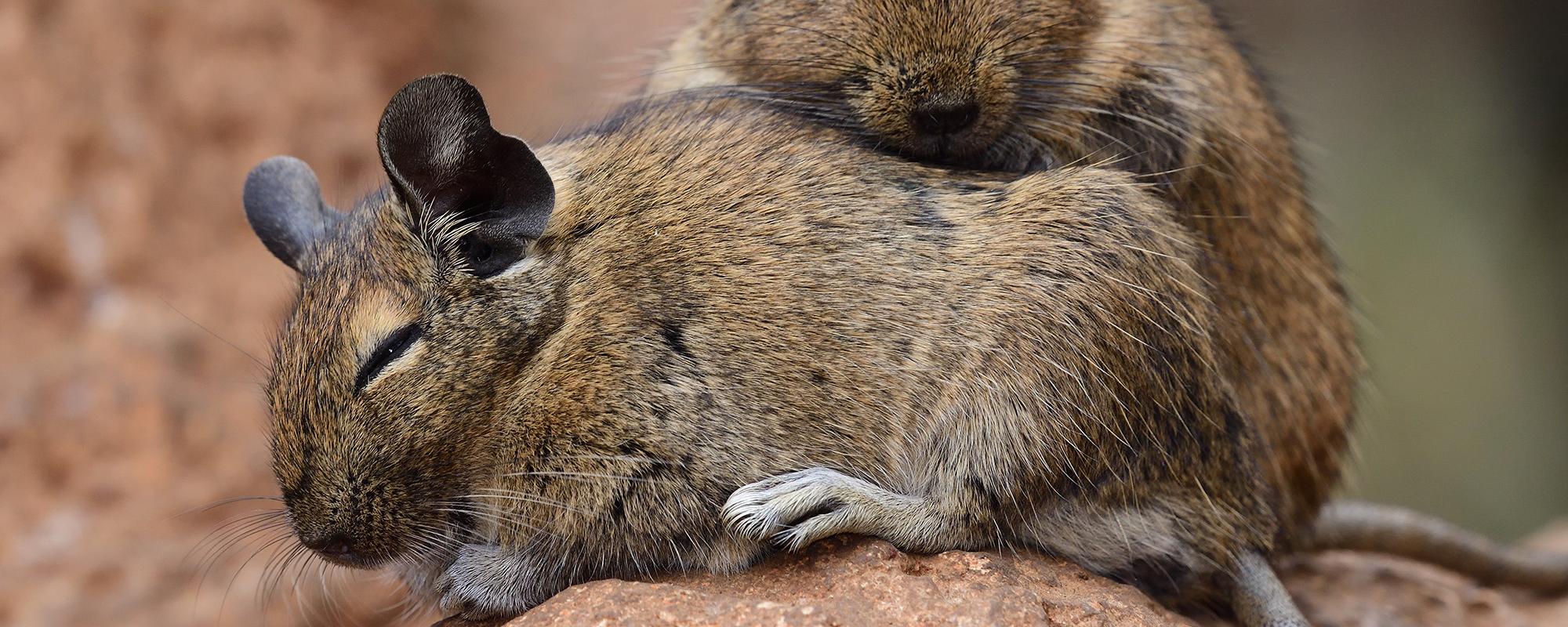 degus