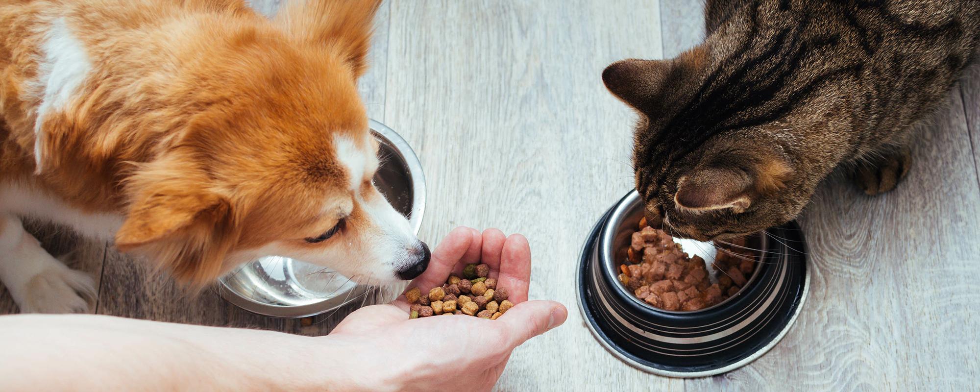 futtermittelalergie hund und katze futtermittelalergie bei hund und katze