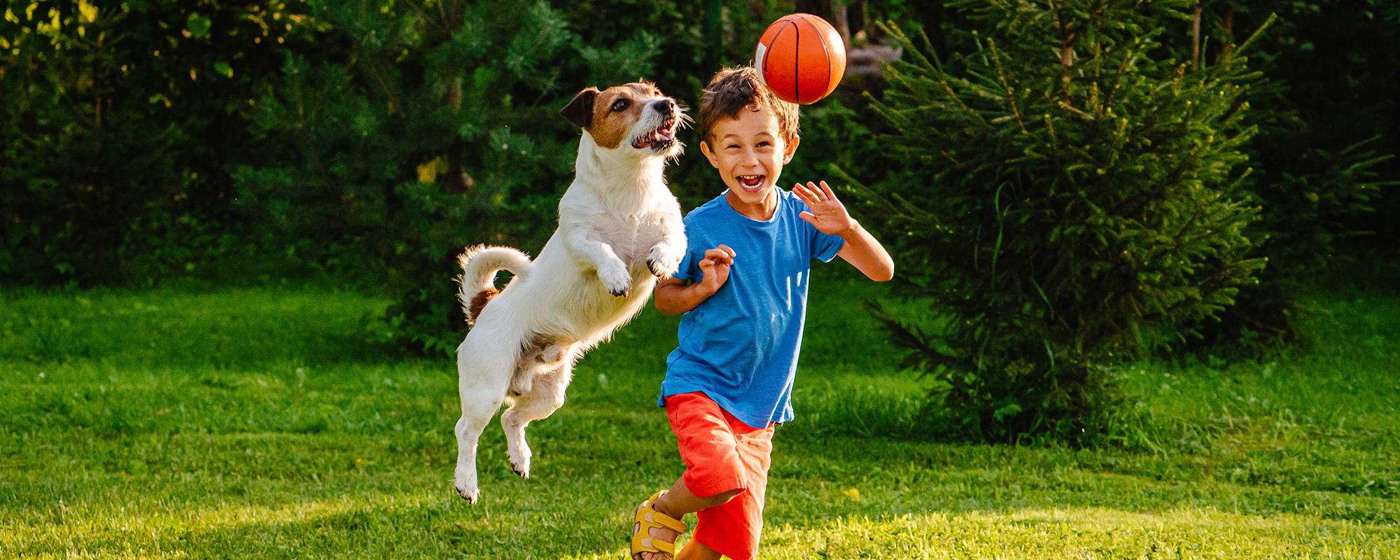 Tipps zum Spielen mit dem Hund Petfinder Tiervermittlung
