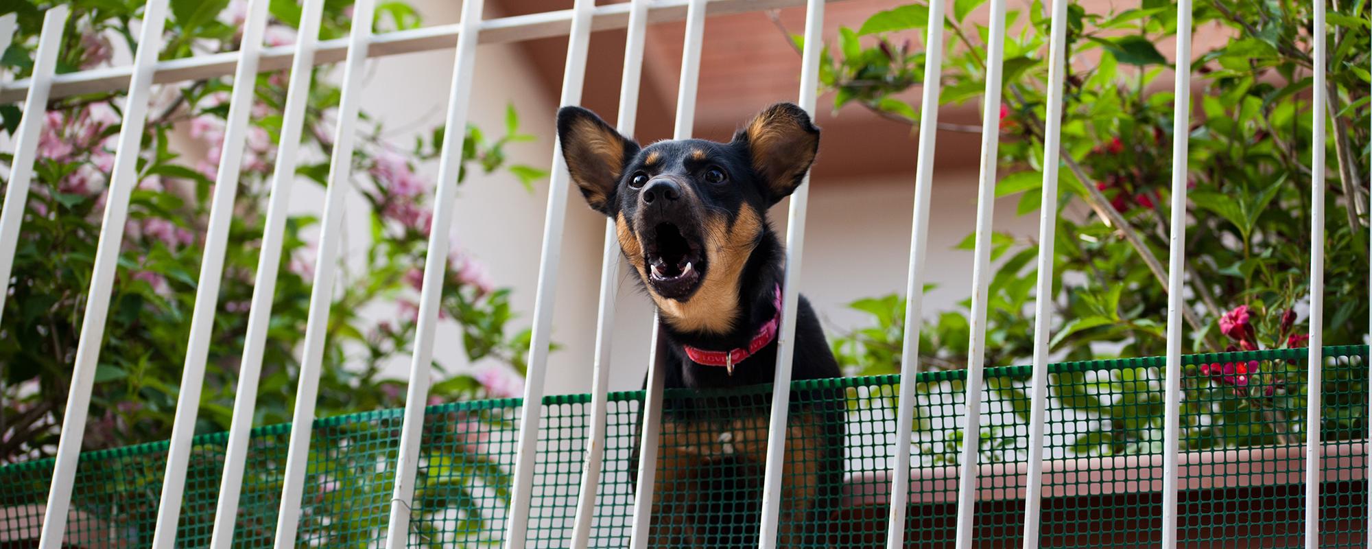hund bellt auf balkon Hundegebell auf dem Balkon - ärgerlich für Nachbarn und Hundehalter