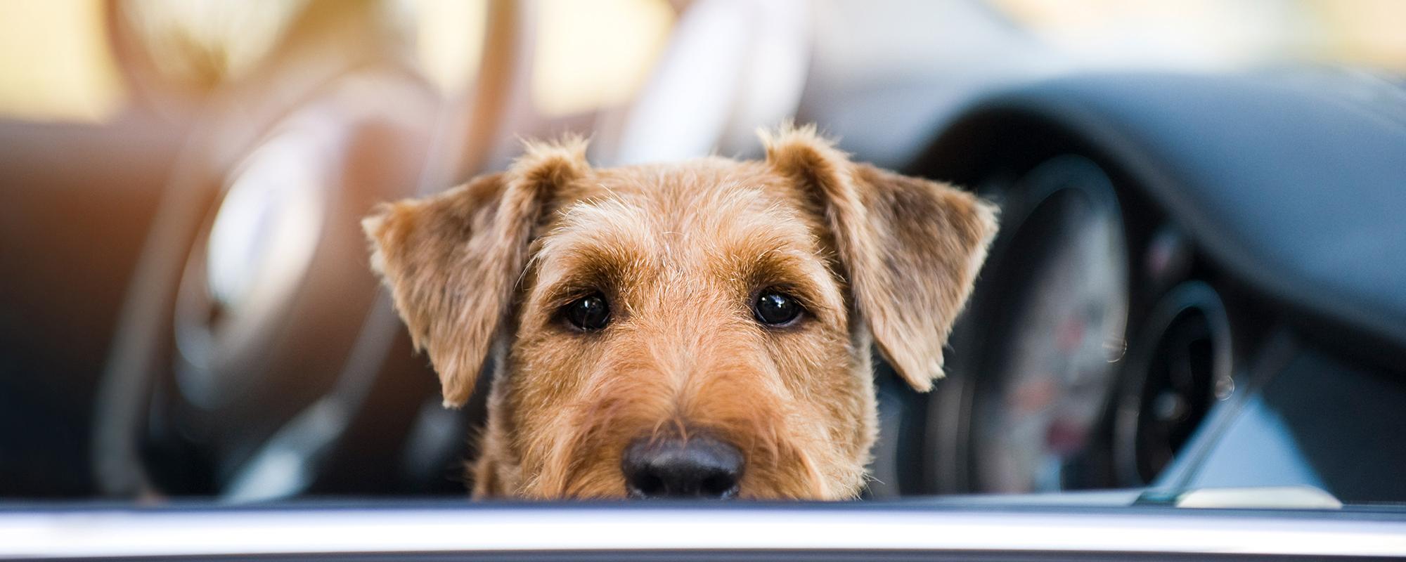 hund im auto sommer ein zurückgelassener Hund in einem an der Sonne geparkten Auto - eine Todesfalle