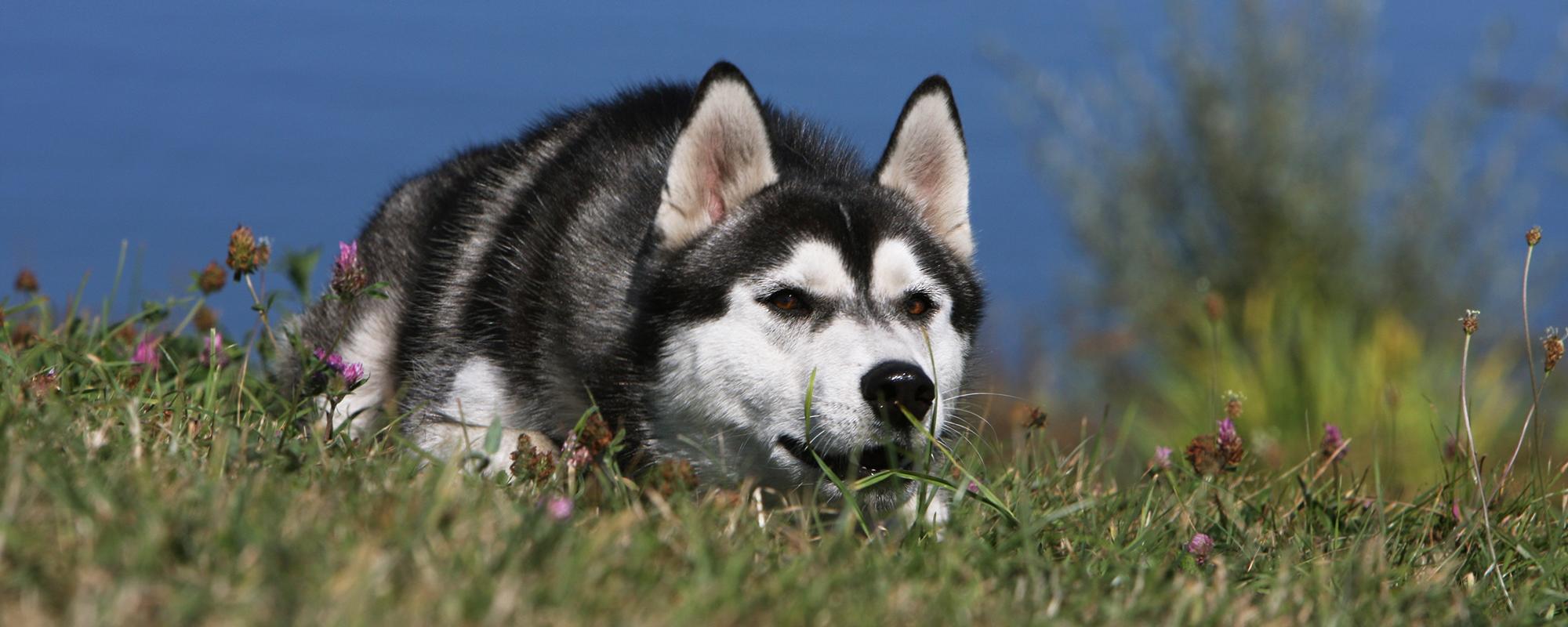 hund jagen sibirian husky jagdinstinkt Das Jagdverhalten von Hunden – eine Herausforderung für jeden Hundehalter