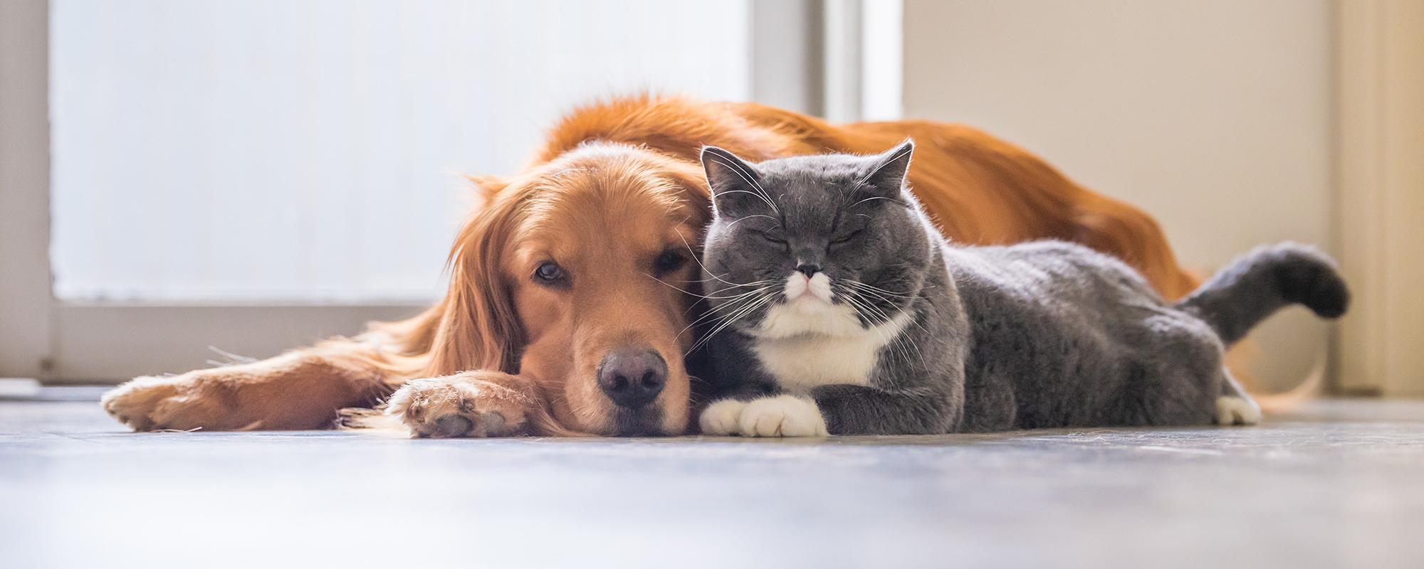 kastration von hund und katze warum und wann kastrieren sinnvoll ist petfinder