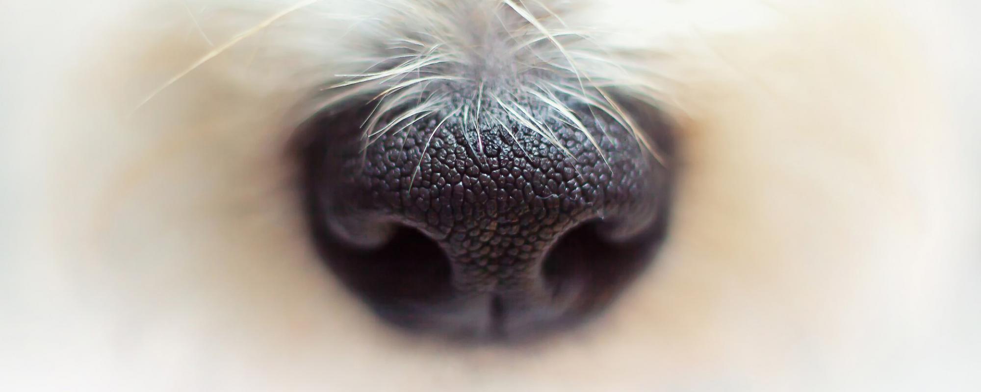 hundenase das Riechorgan der Hunde ist unglaublich