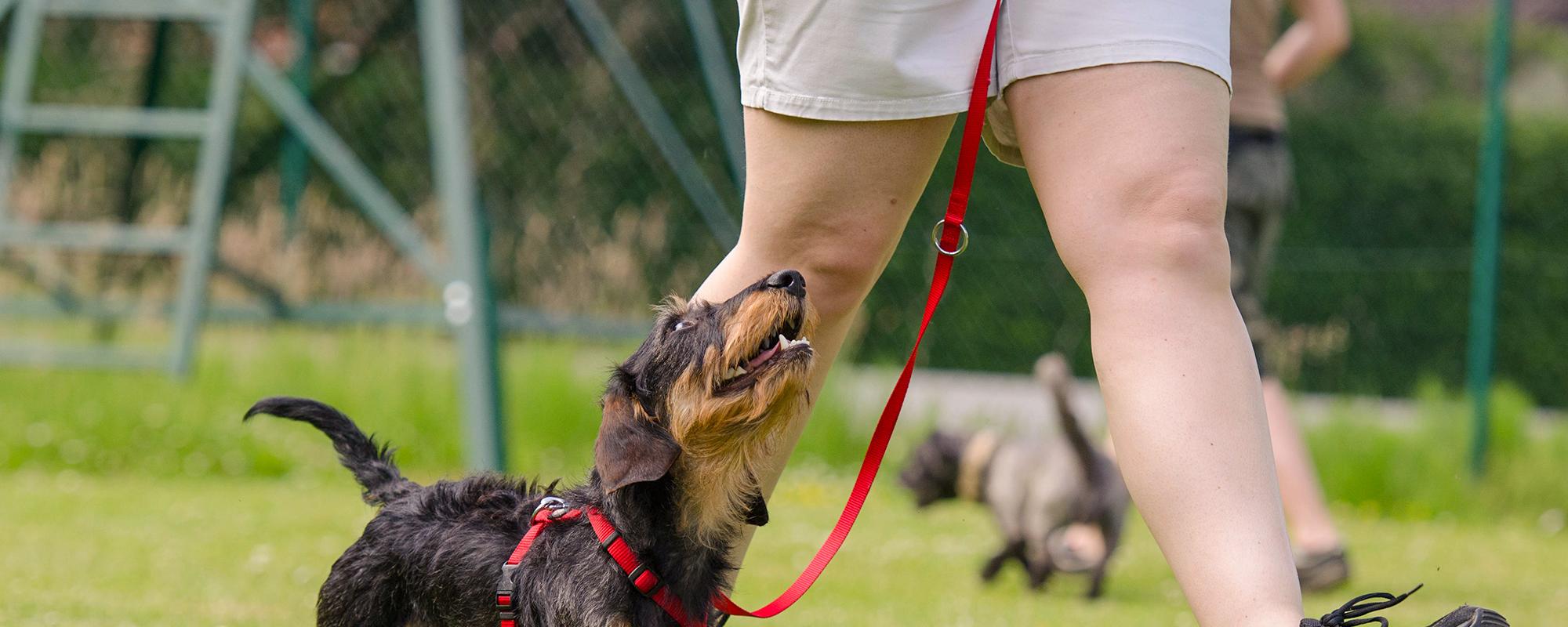 hundeschule was muss ich bei der sucher einer hundeschule beachten