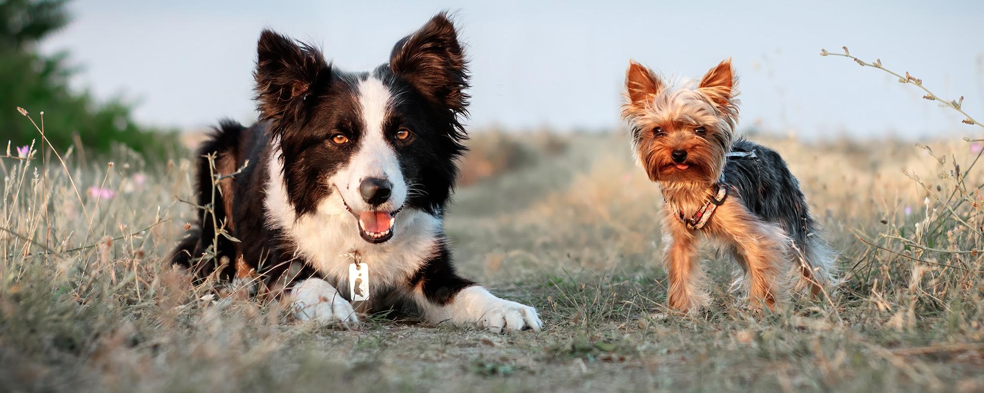 kleiner hund grosser hund bedurfnisse kosten petfinder