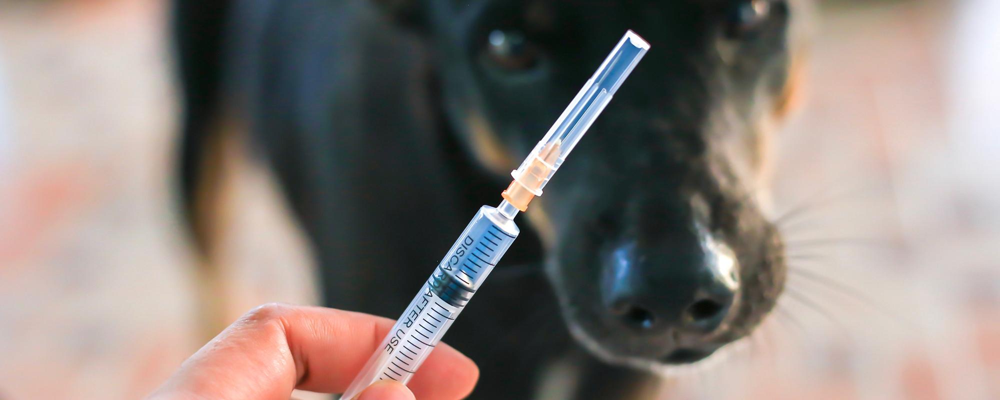 Diabetes mellitus bei Hund und Katze Erkennung, Behandlung, Therapie