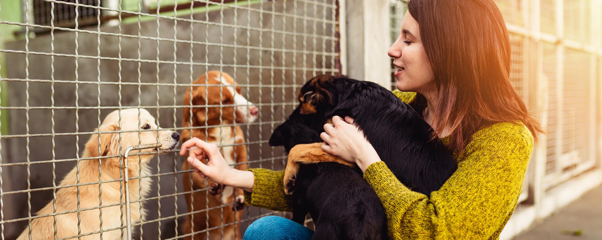 Tierheim Hunde tiere aus dem tierheim - tierübernahmevertrag