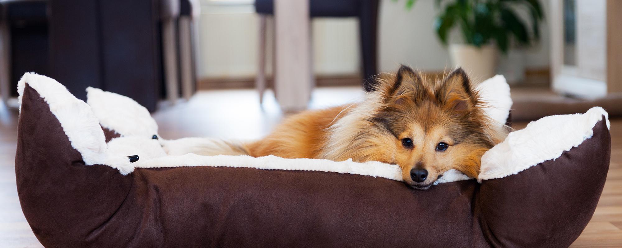 ein hund zieht ein so sind sie optimal vorbereitet petfinder