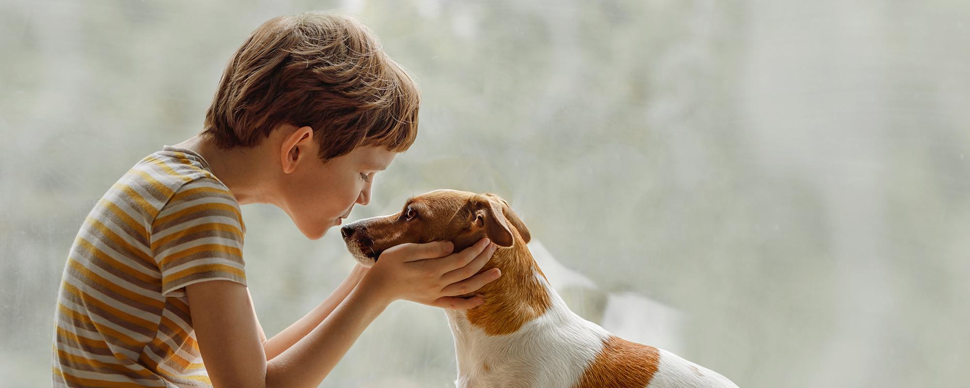 zieht in ihrer familie ein hund ein gilt es einiges zu beachten petfinder