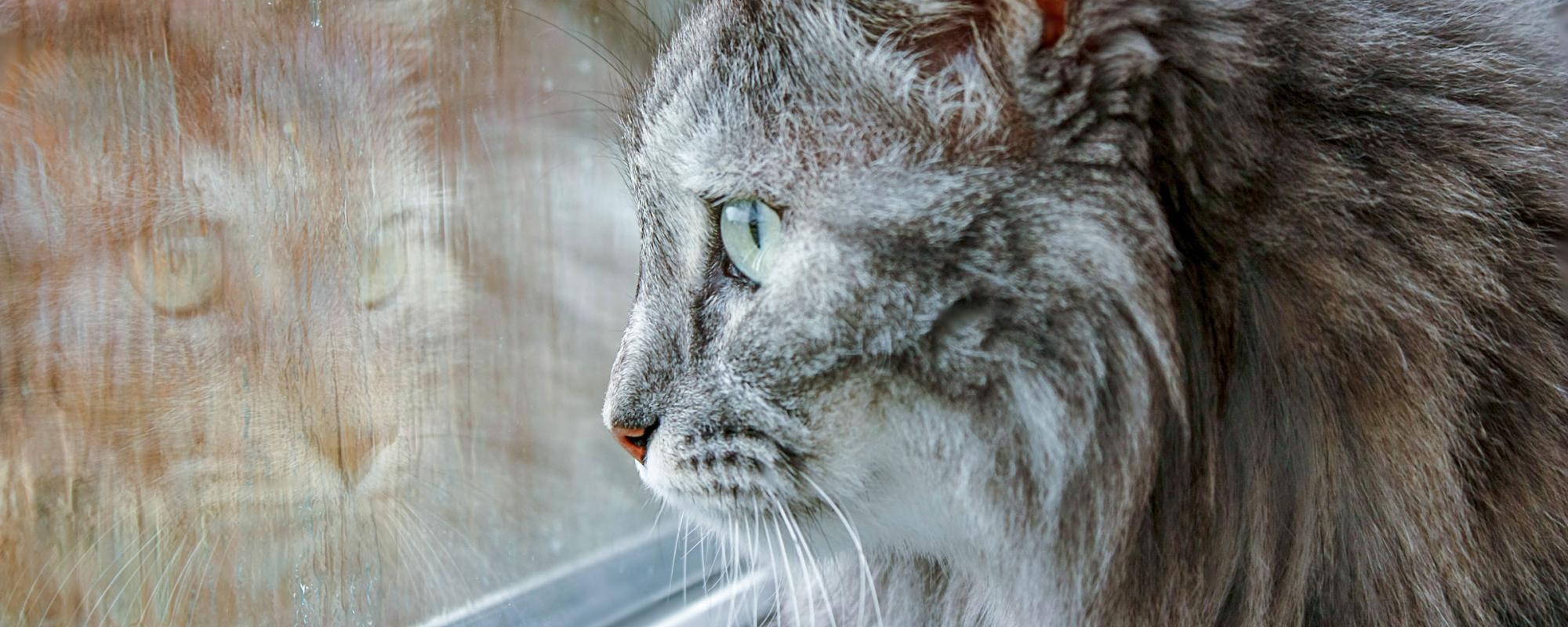 katze am fenster