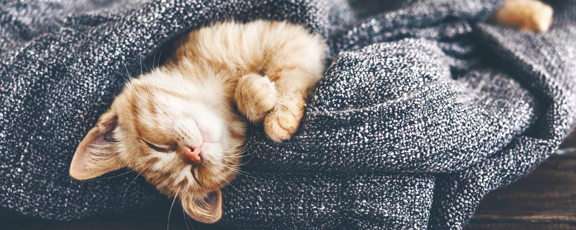 Katze in Decke Was es bedeutet Katzen zu halten