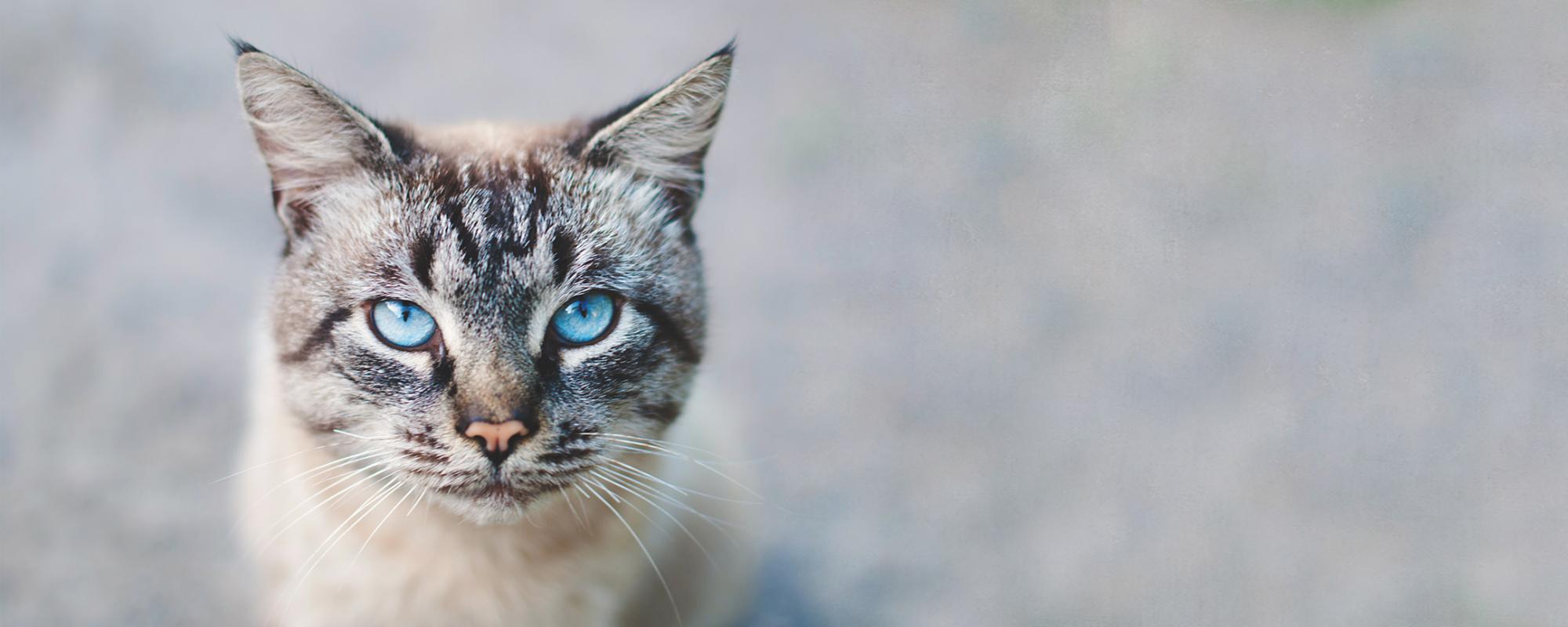 katze