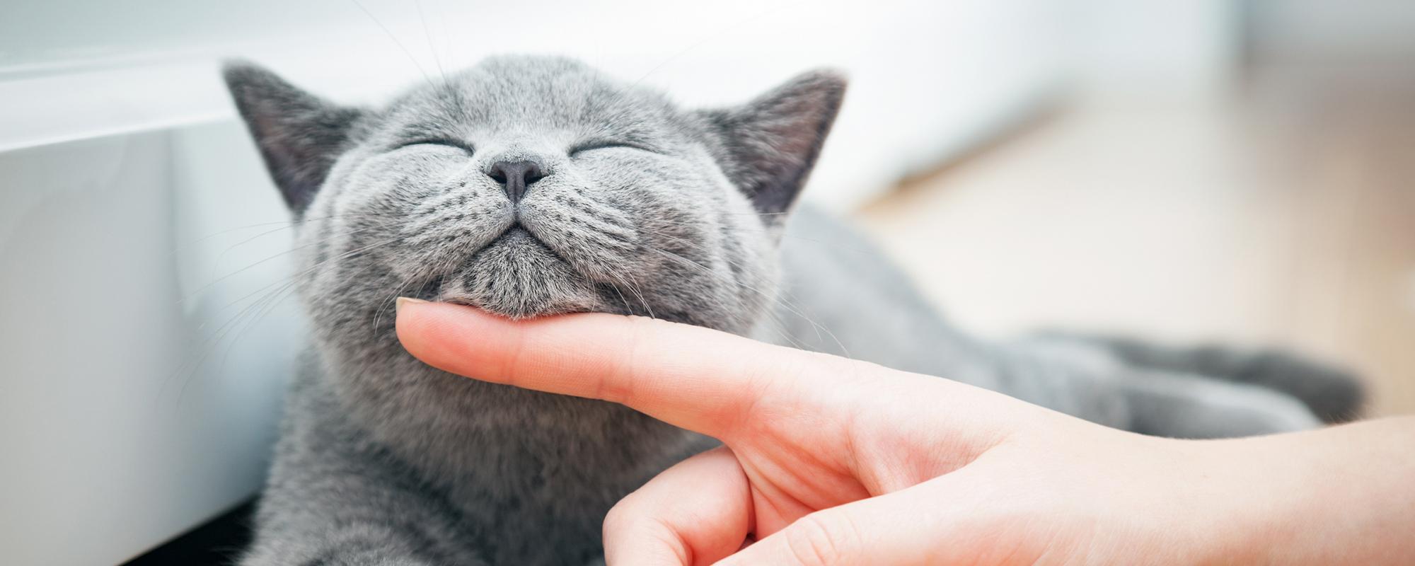 katze kraulen Was Sie für die richtige Haltung von Wohnungskatzen beachten sollten