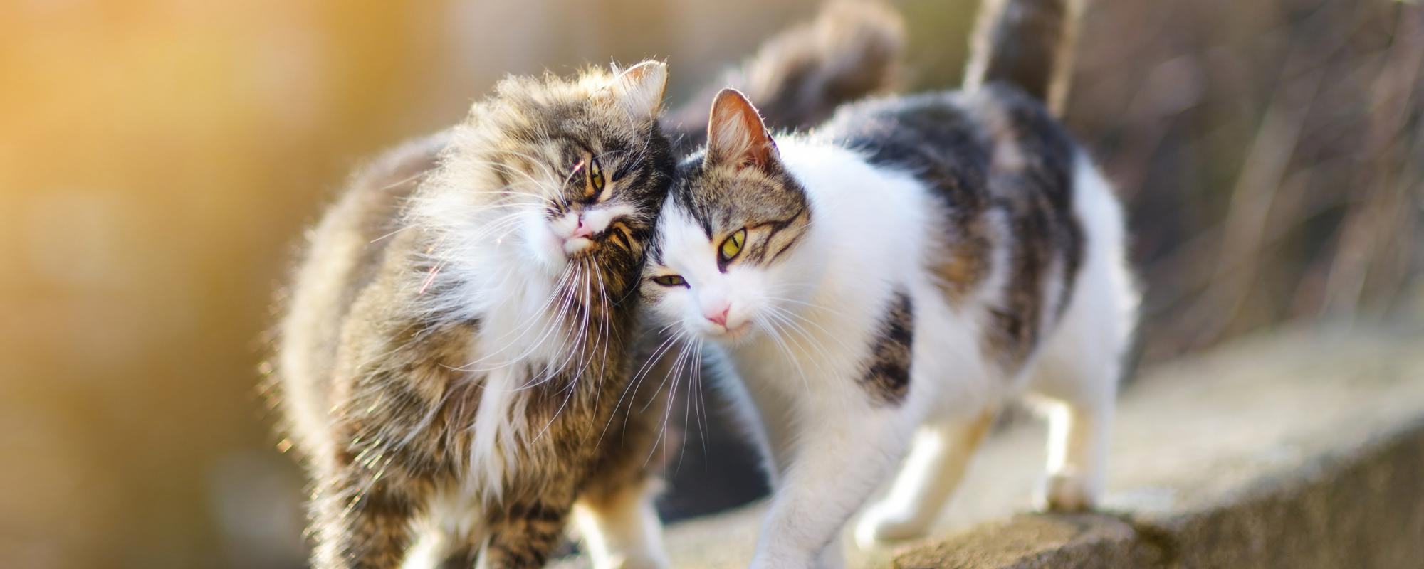 katzenpaar katzen reiben ihre köpfe aneinander