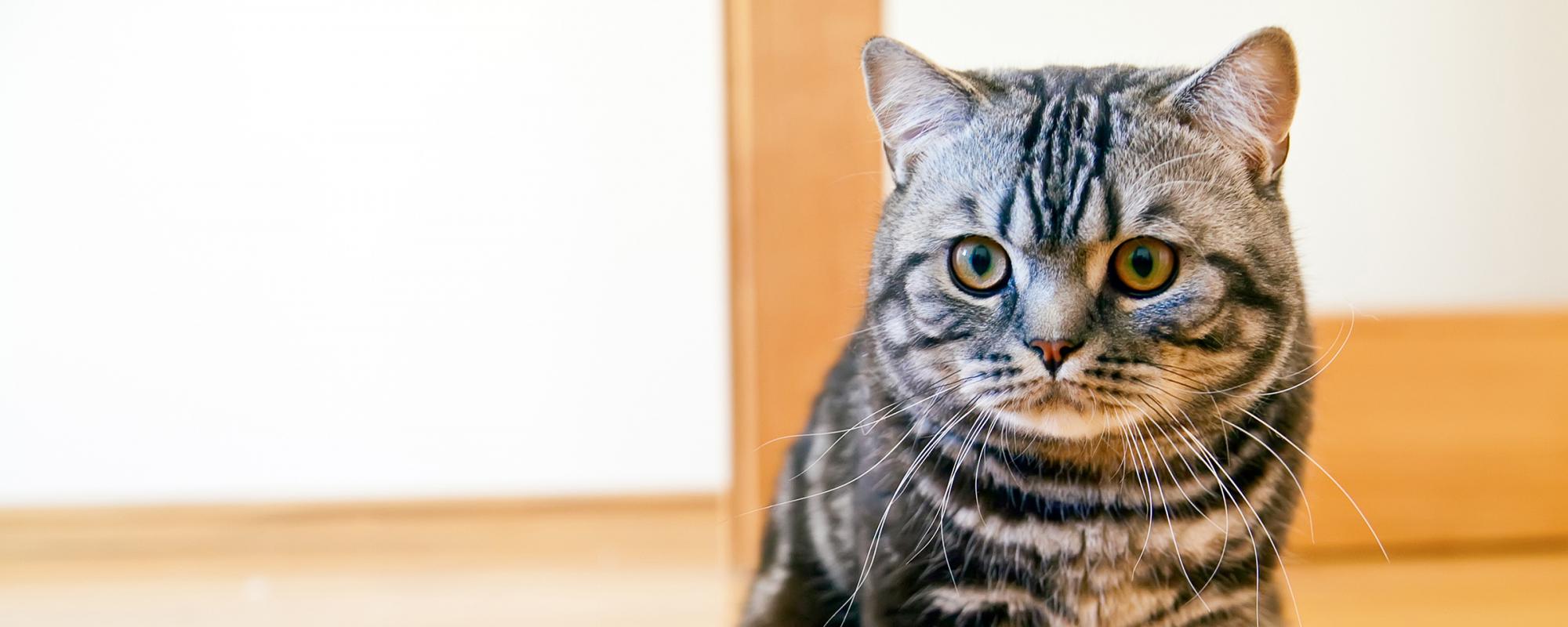 katze schaut verlegen Unsauberkeit der Katze – mögliche Ursachen und Lösungsansätze