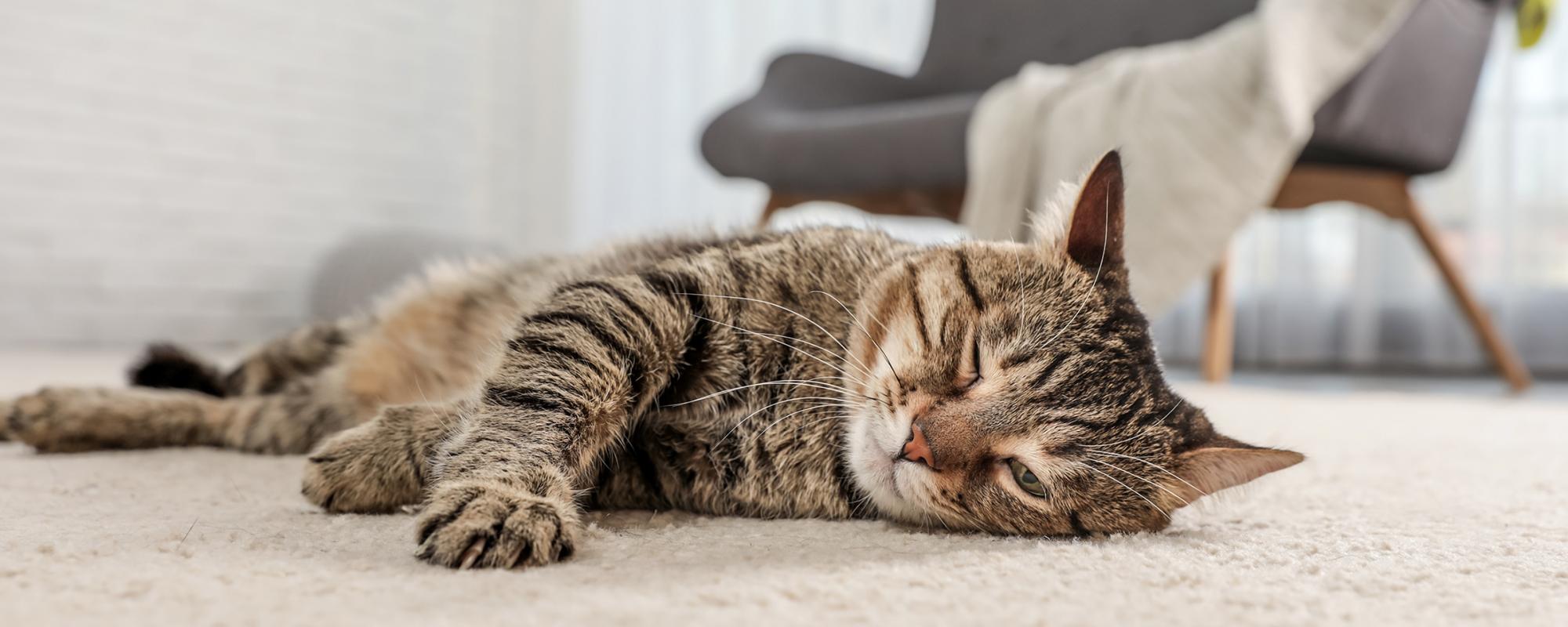katze ein gutes zuhause geben der Katze ein gutes Zuhause bieten