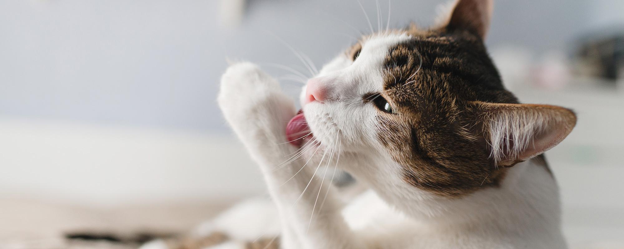 Putzt sich eine Katze zu viel, kann dies mit einer Störung zusammenhängen Petfinder