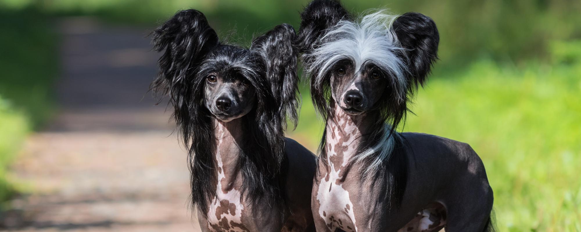 chinesischer Schopfhund hunderasse chinesischer Schopfhund